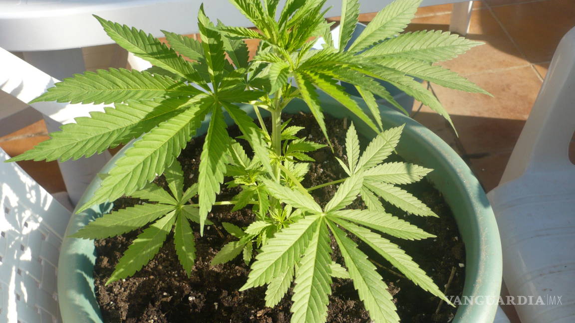 Propone Morena que se puedan tener hasta seis plantas de mariguana en casa
