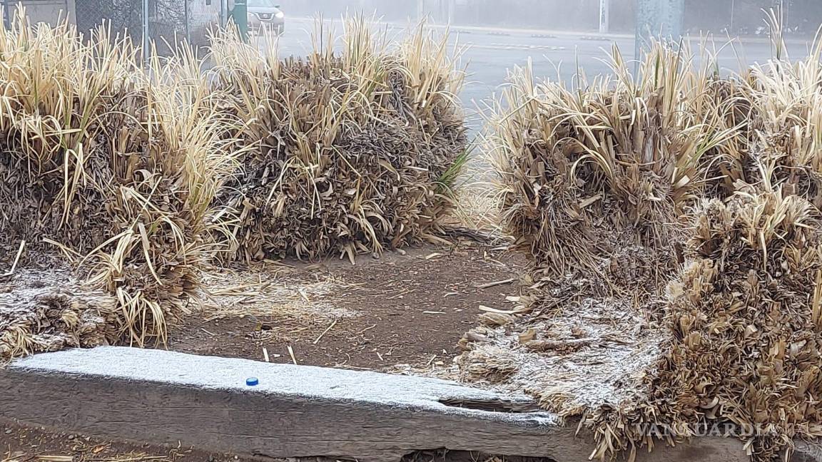 $!En los camellones ubicados al sur de la ciudad se observa la caída de aguanieve.