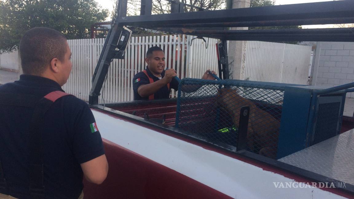 $!Pitbull ingresa a miscelánea de Saltillo; bomberos lo retienen