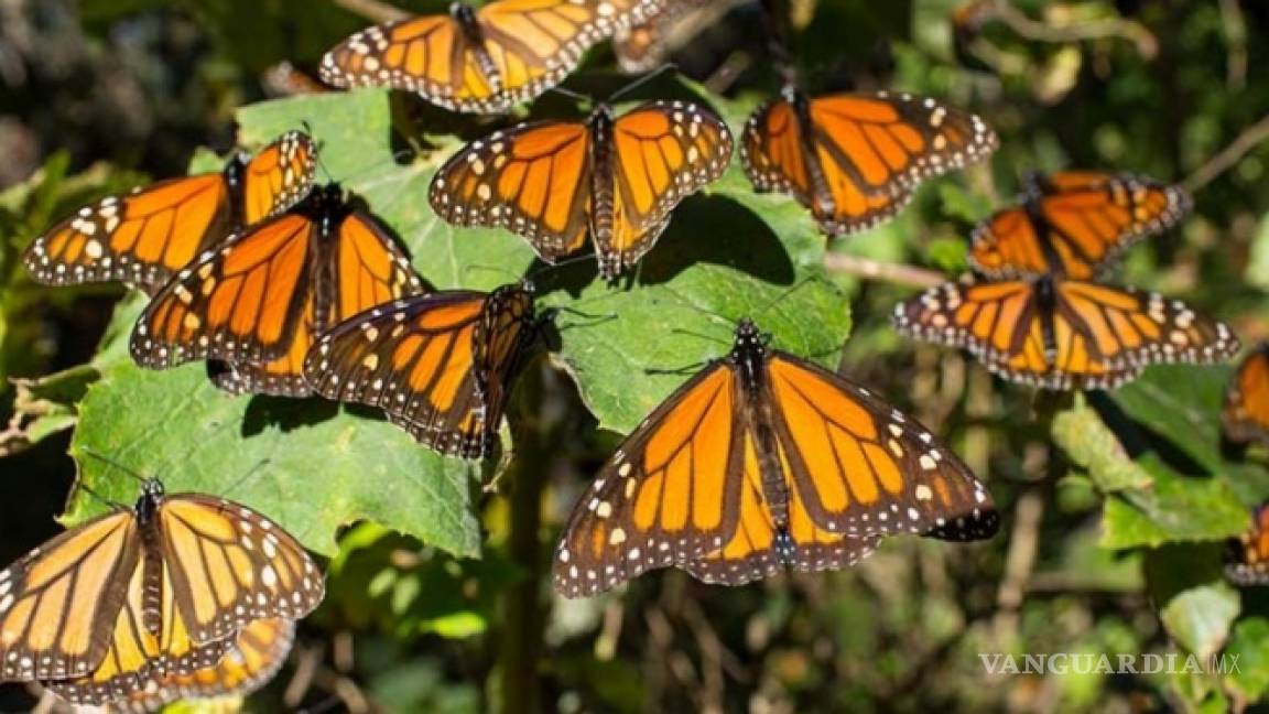 Esperan 240 mil visitantes a santuarios de Mariposa Monarca