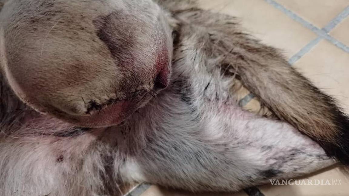 $!La patita trasera izquierda de Laisha tuvo que ser amputada por el impacto que recibió.