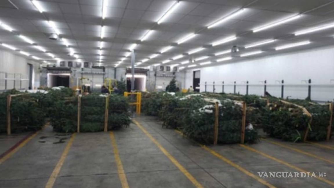 Profepa regresa cinco mil árboles de Navidad importados de EU por plagas
