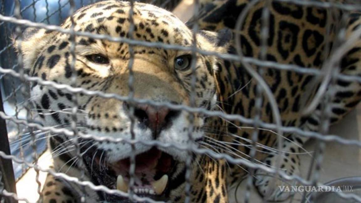 Jaguar muerde a dos empleados en zoológico de Morelos