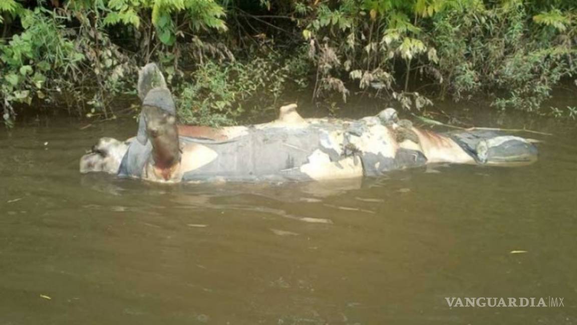 Reportan muerte de manatí número 78 en Tabasco