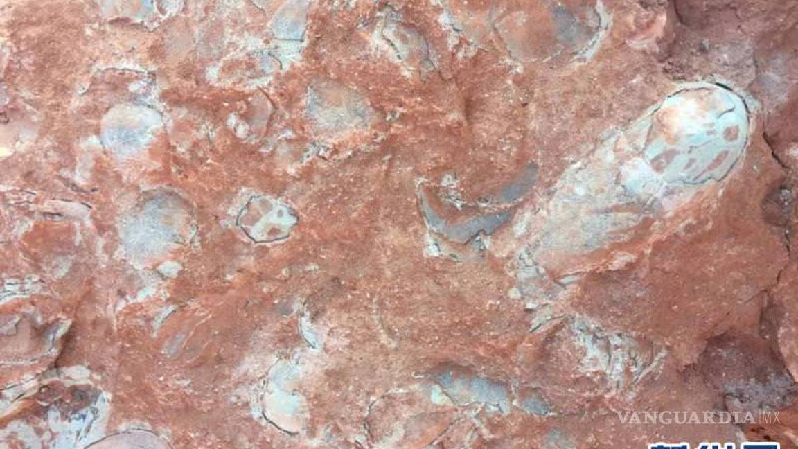$!Hallan huevos de dinosaurio fosilizados de 130 millones de años de antigüedad
