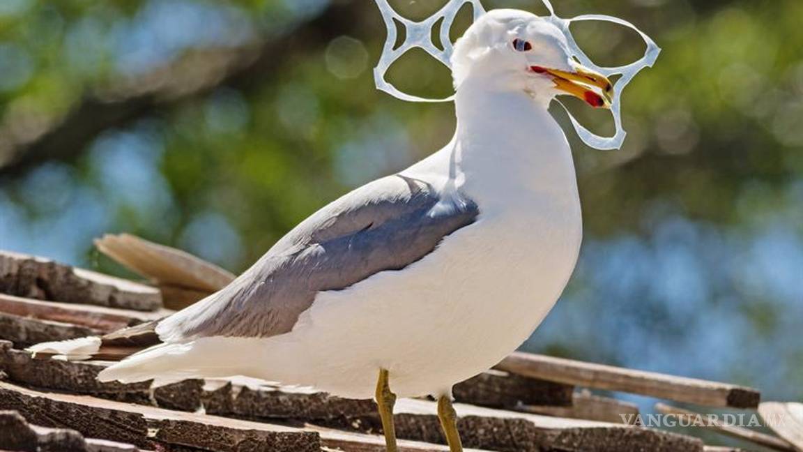 $!Los anillos biodegradables para los paquetes de cerveza ya son una realidad