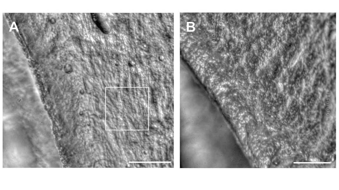 $!Dinosaurio de Coahuila ayuda a saber cómo fue el cambio climático