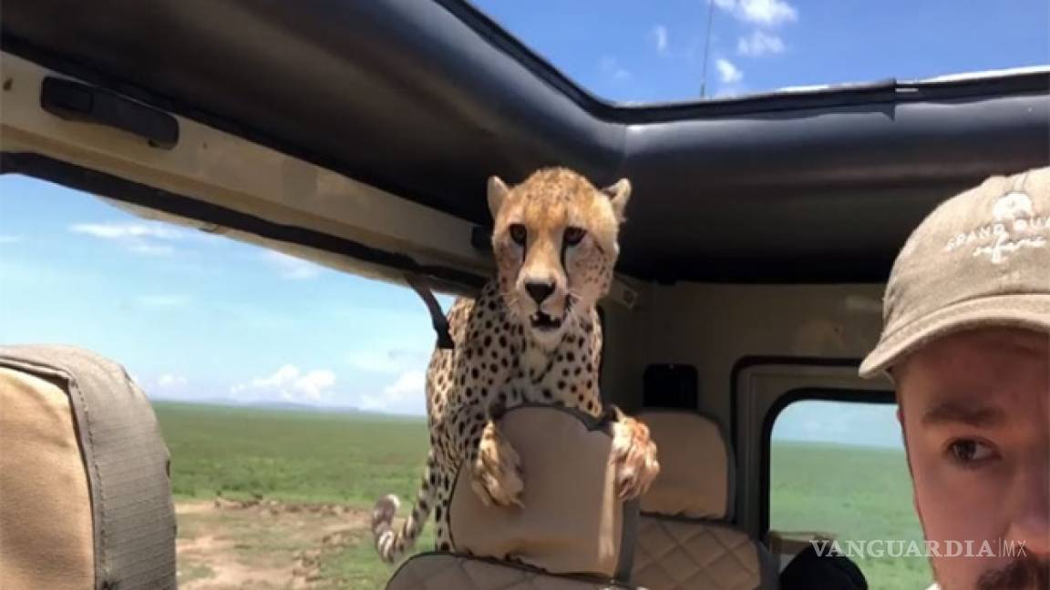 Sorprende guepardo a turista en safari