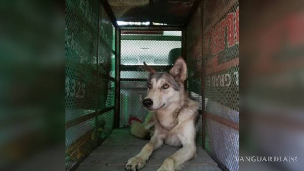 Profepa captura a híbrido de lobo con perro en Estado de México