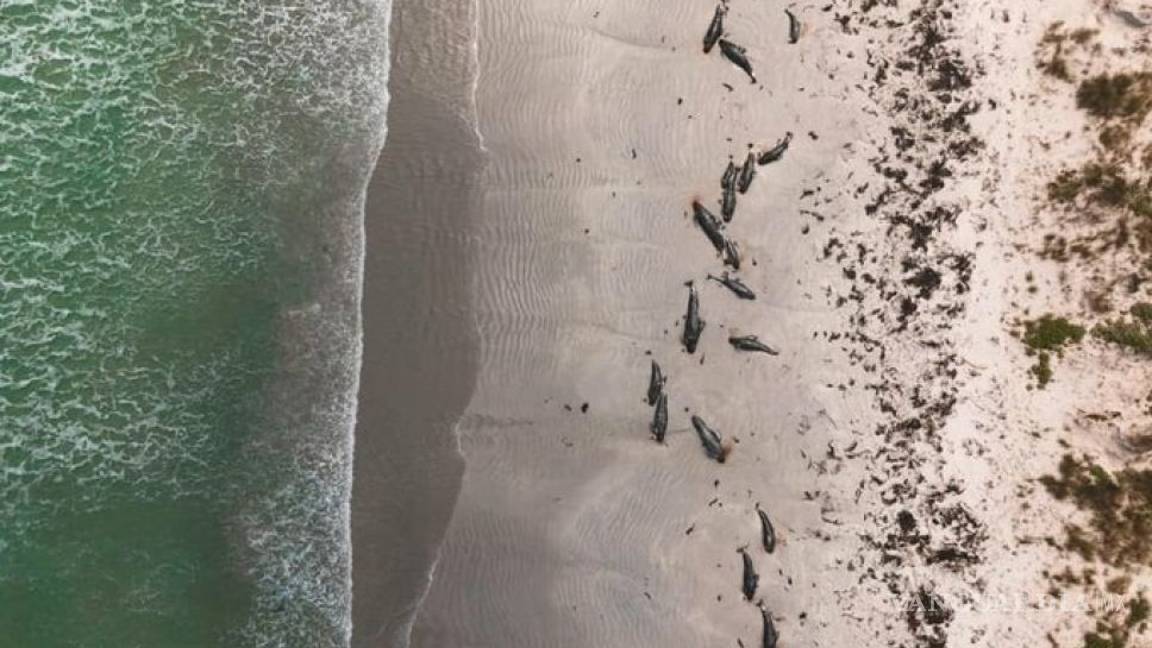 $!Casi 100 ballenas murieron en Nueva Zelanda, quedaron varadas
