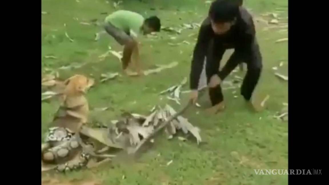 Valerosos niños salvan a su perro de una serpiente