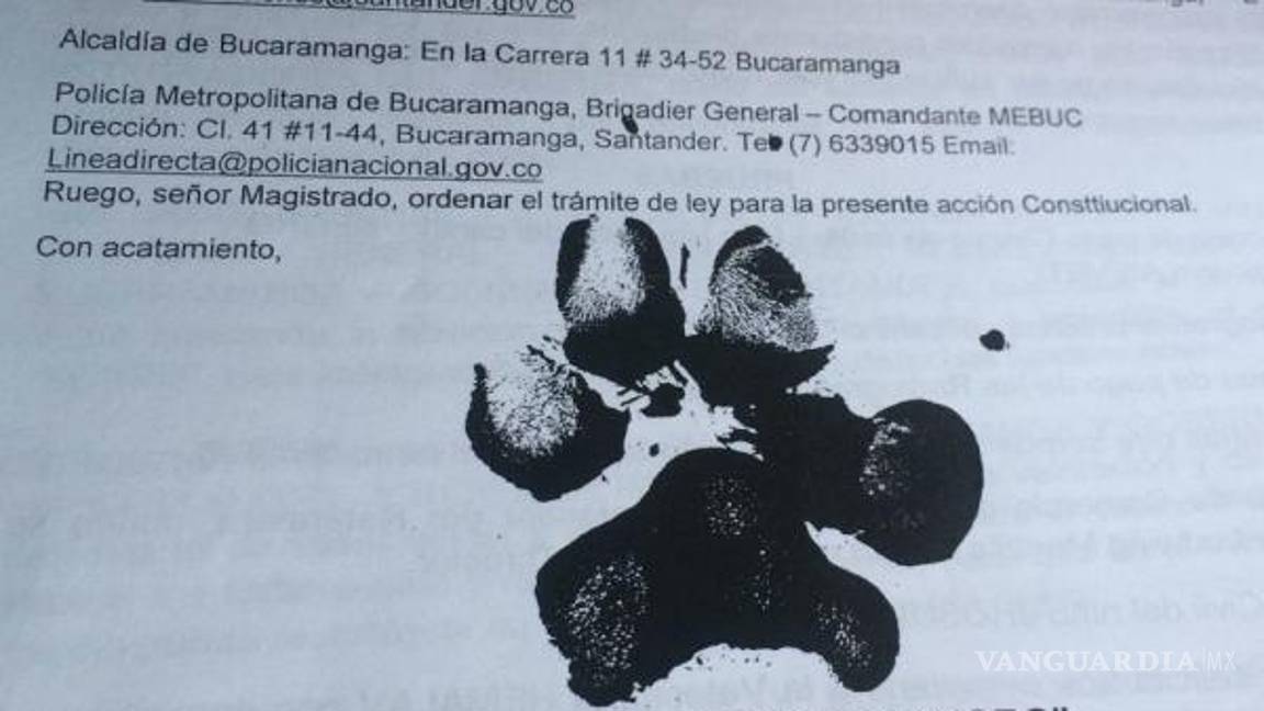 $!"Negro", primer perro en exigir sus “derechos” ante la justicia Colombiana