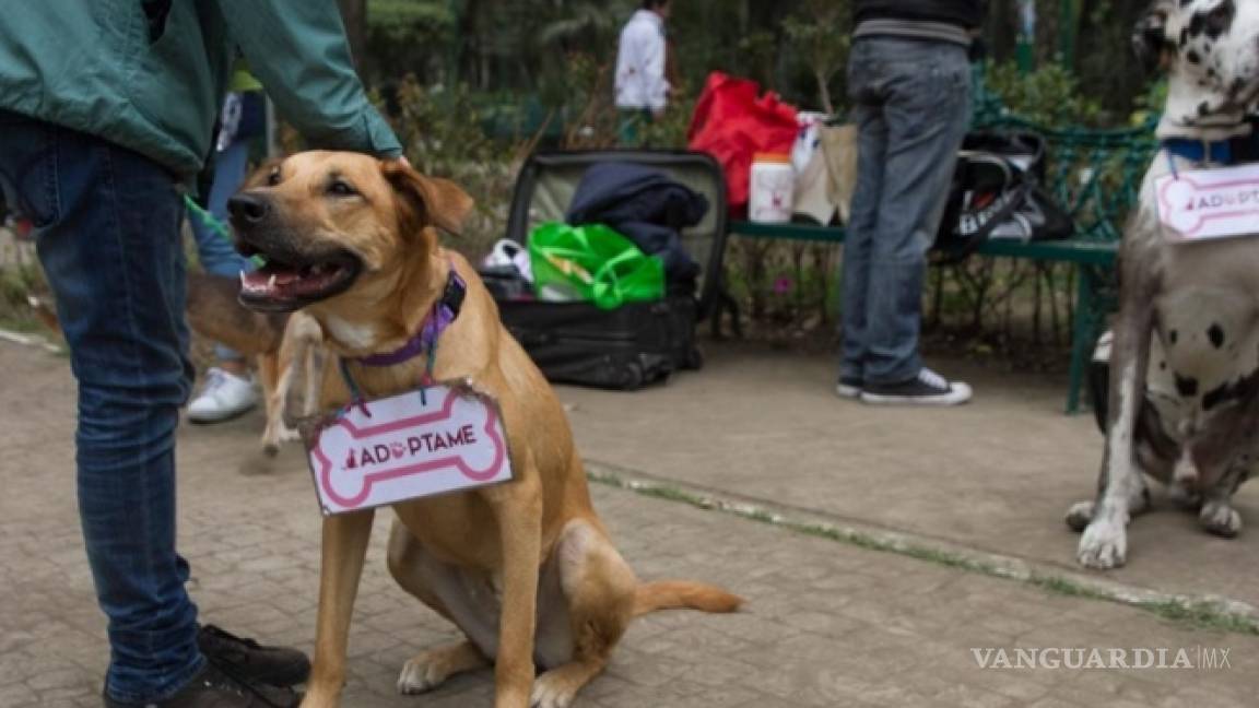 Piden se permita acceso de animales a oficinas de gobierno en Nuevo León