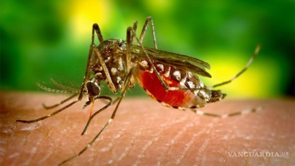 Mosquitos 'autodestructivos' contra la malaria