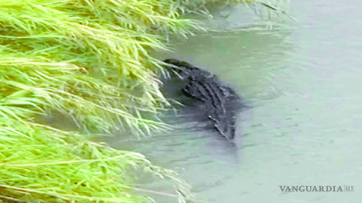 Caimanes en el Río Bravo para contener rata depredadora e inhibir el cruce de migrantes