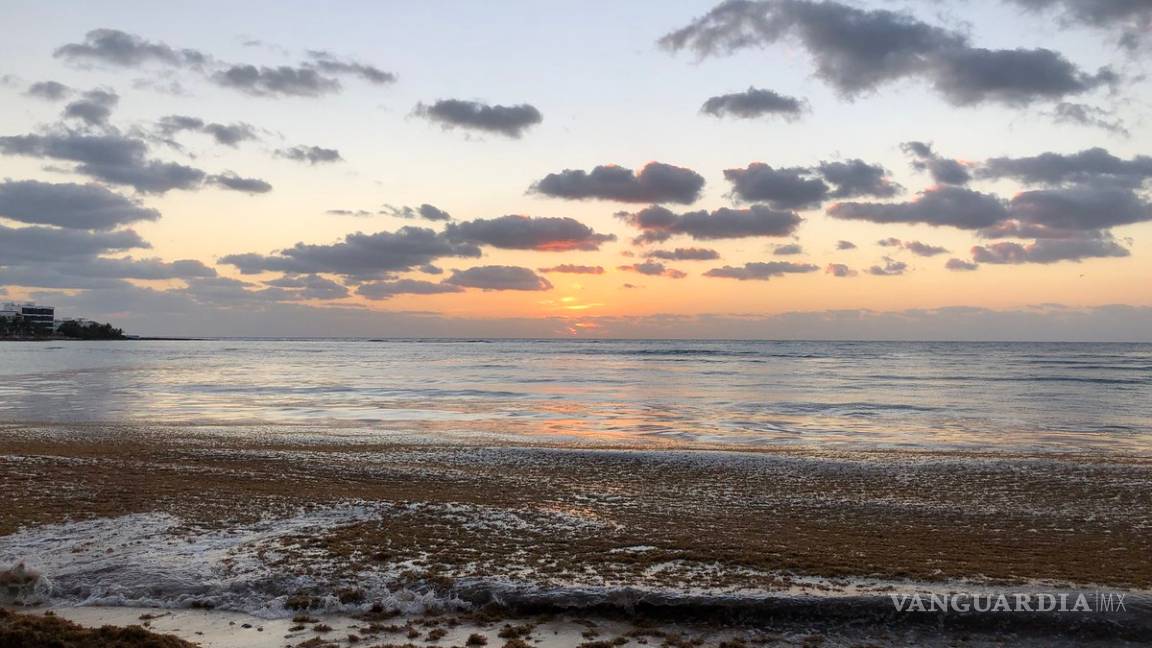 $!¿Qué es el sargazo?, fenómeno que afecta a la Riviera Maya