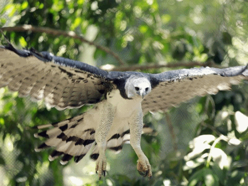 $!Águila harpía, ave nacional de Panamá, en peligro de extinción