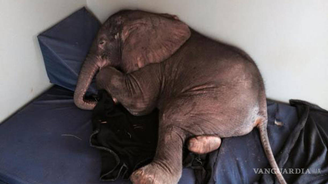 Bebé elefante iba a morir, pero sobrevivió milagrosamente