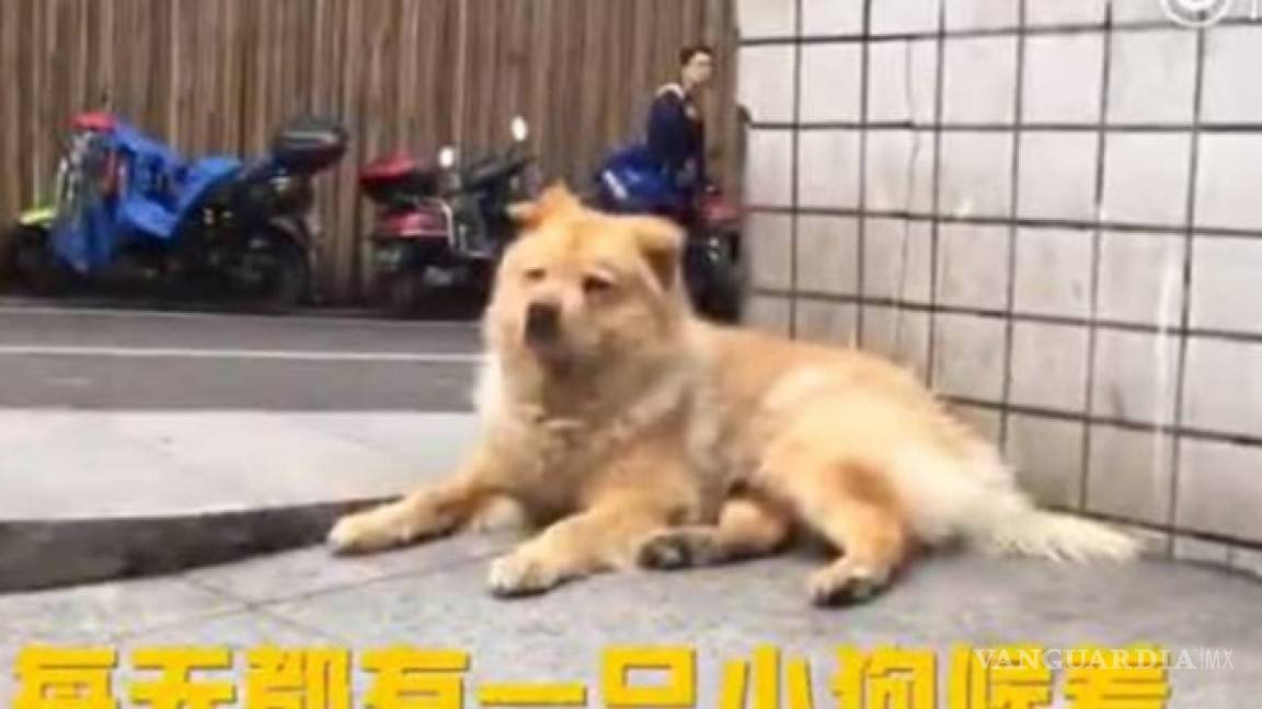 Perro espera 12 horas a su dueño en estación de tren, lo llaman el nuevo ' Hachiko'