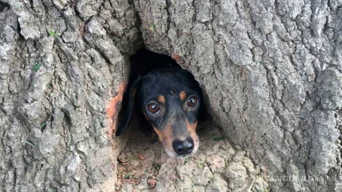 Bomberos rescatan a un ¿perro? de un árbol