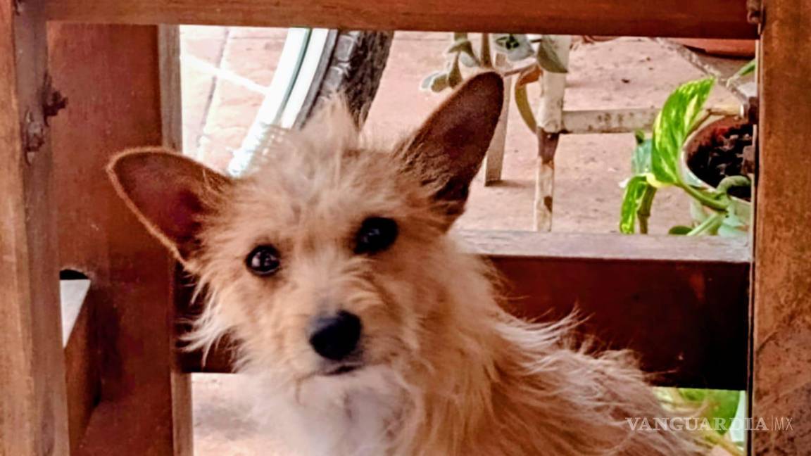 $!El perrito, de siete años, se extravió en Saltillo y su familia pide ayuda para localizarlo.