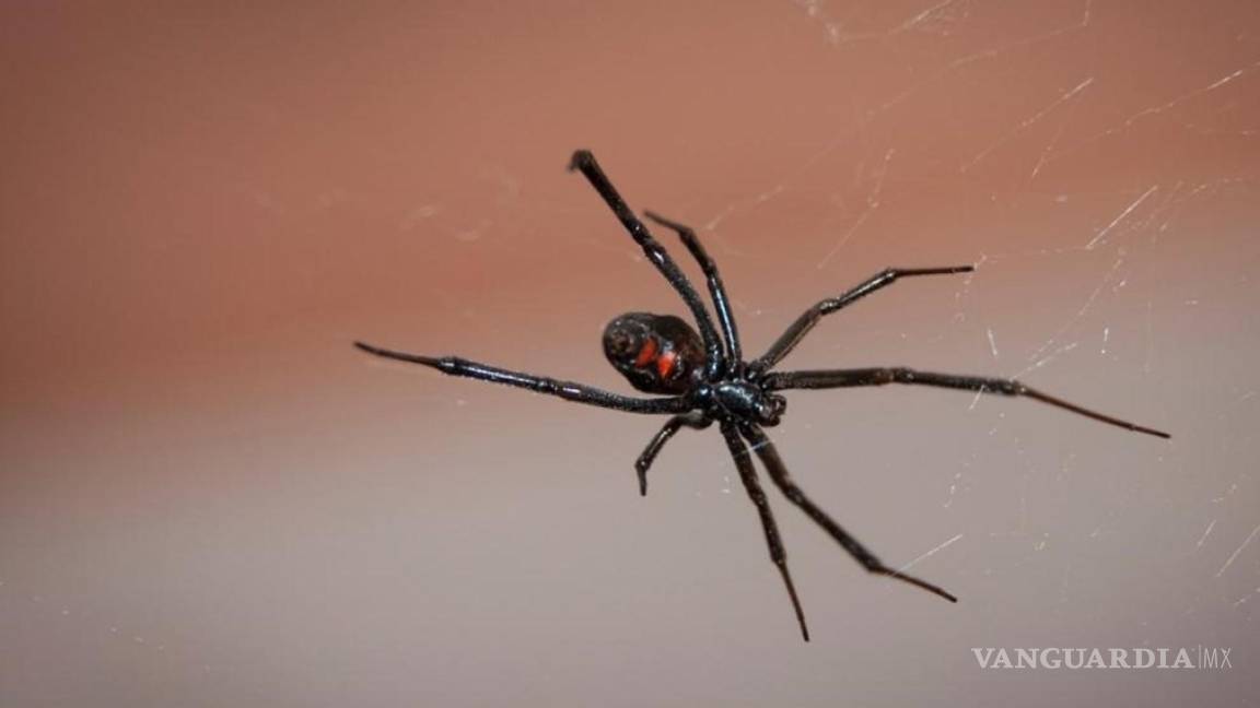 ¡Cuidado!... ¿Qué hago si esta peligrosa y venenosa araña aparece en mi casa?