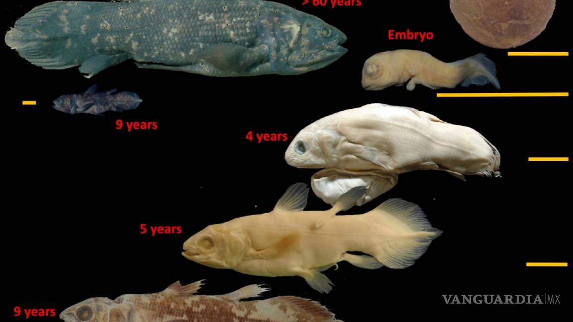 El celacanto, un raro pez gigante, puede vivir hasta 100 años