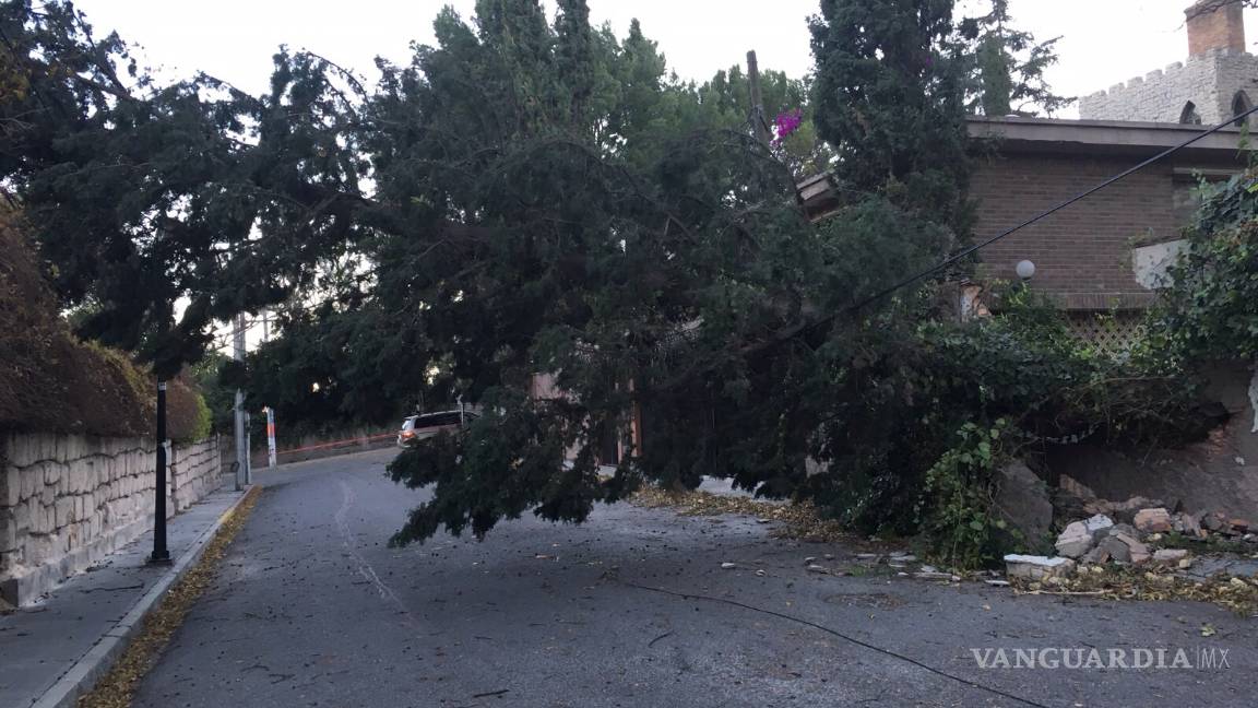 $!Arboles caídos, apagones y más daños provoca el viento de Saltillo