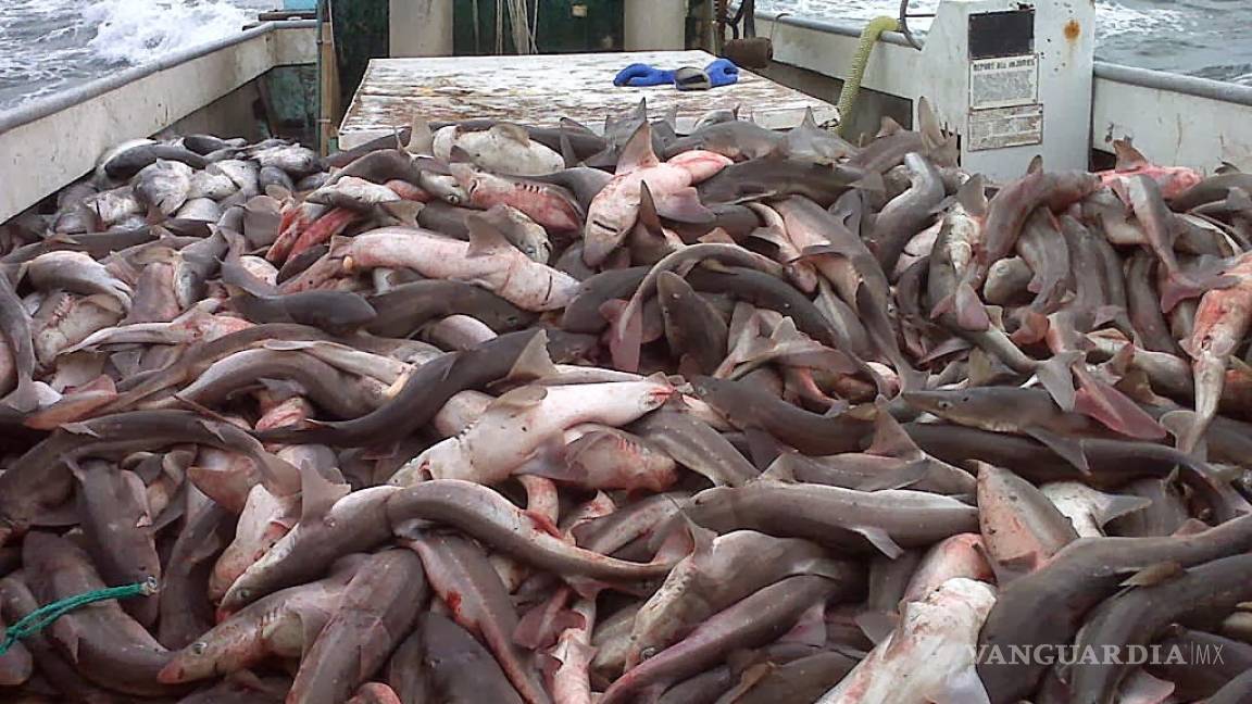 Hallan cientos de tiburones muertos y mutilados en el Golfo Pérsico