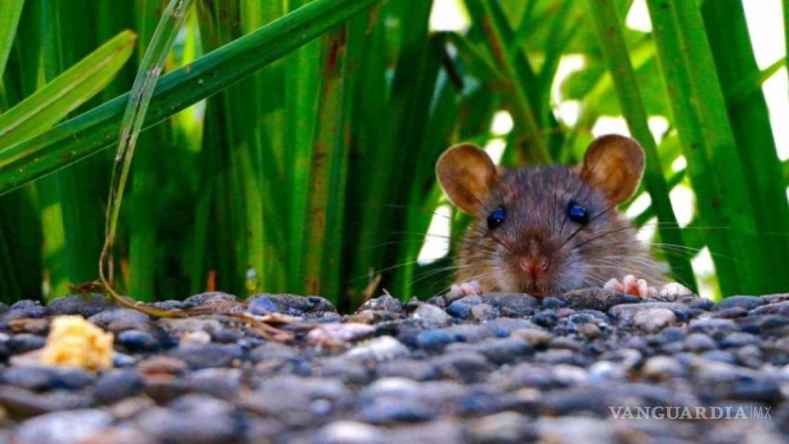 Ratas, una plaga que se convirtió en pesadilla para los capitalinos