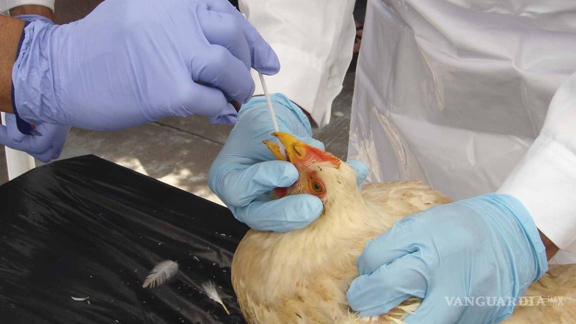 Gripe aviar no es riesgosa para los humanos: Sader