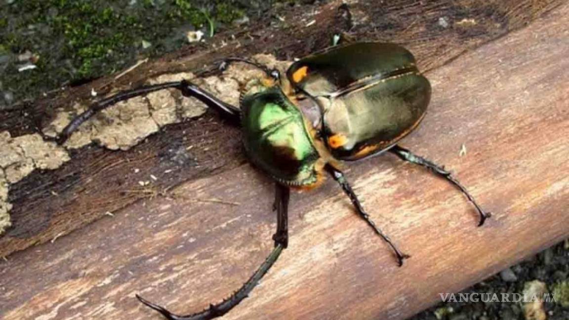 Encuentran escarabajo con 'tentáculos' en la cabeza