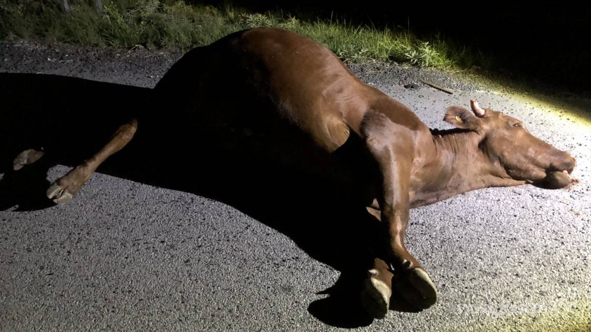 Sale ilesa conductora tras arrollar a dos vacas, en carretera Zacatecas