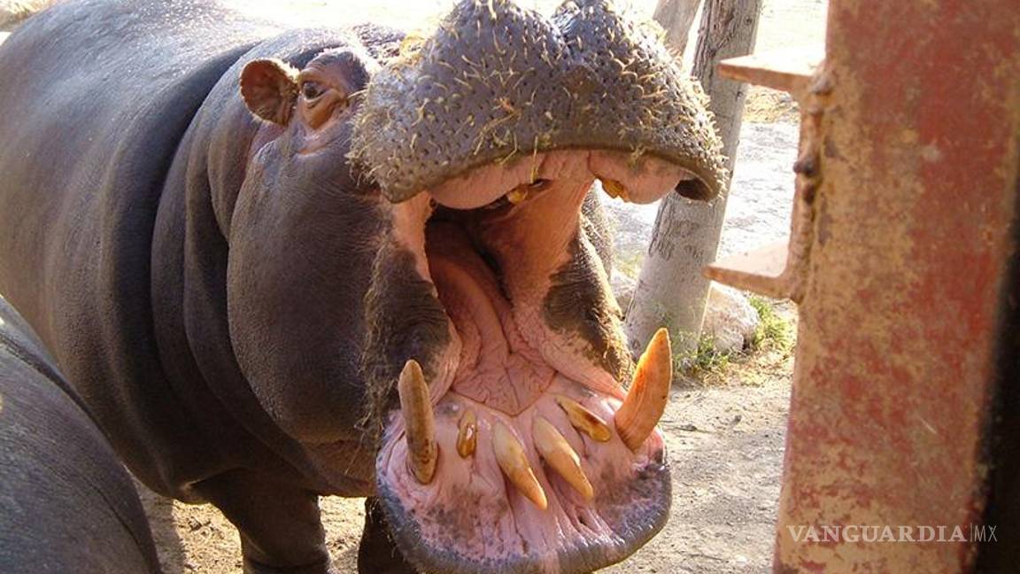 $!El top 10 de los animales más letales del mundo... el número 1 te sorprenderá