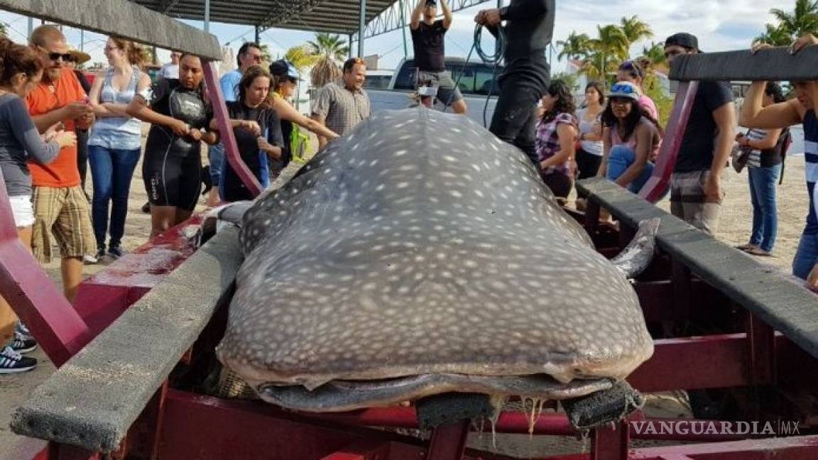 Muere Tiburón Ballena tras caer en mallas de pesca en BCS