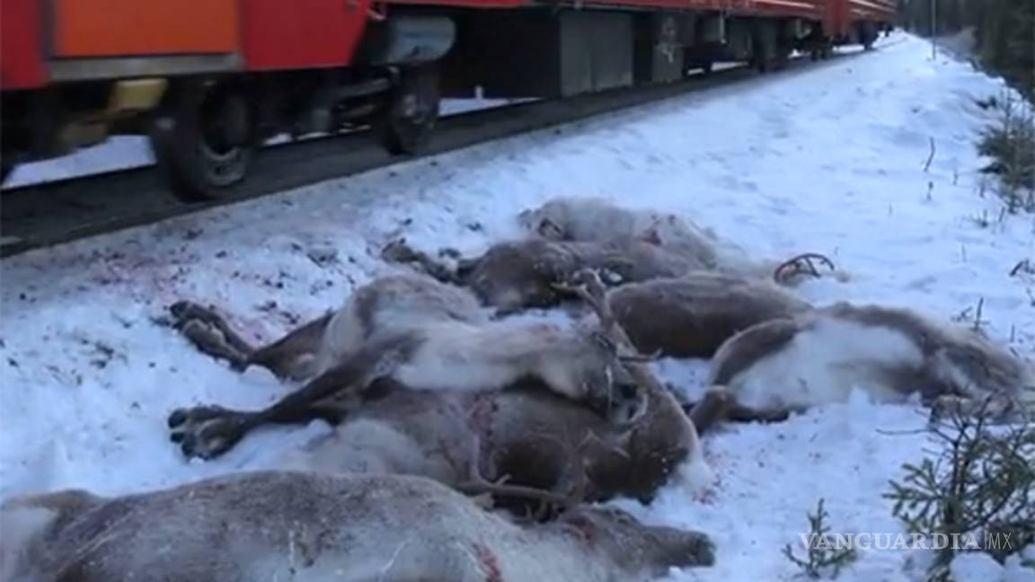 $!Matan trenes a 106 renos en Noruega