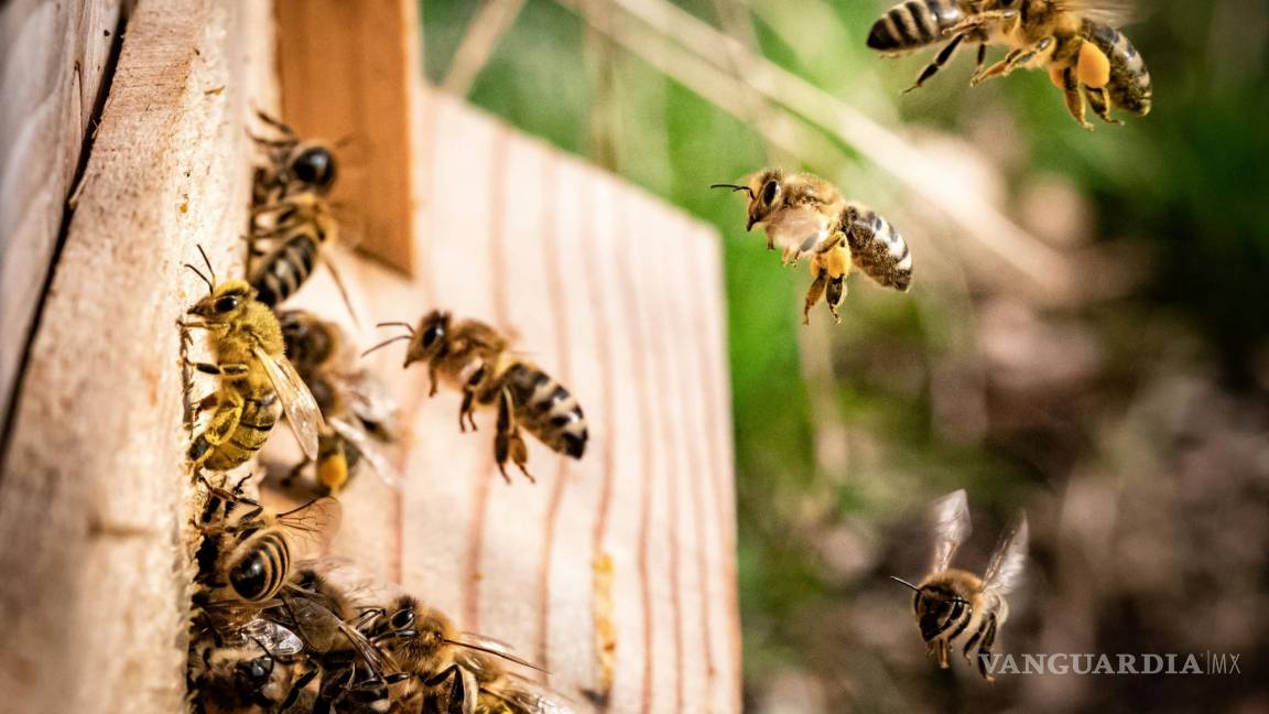 Grave, hombre que sufrió más de 350 picaduras de abejas en Castaños, Coahuila