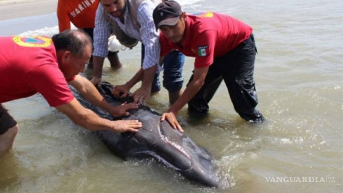 Salvan a ballenato varado en costas de Tabasco