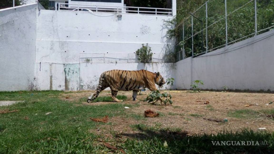 Rescatan a tigre de bengala que era maltratado y exhibido en casa de Morelos