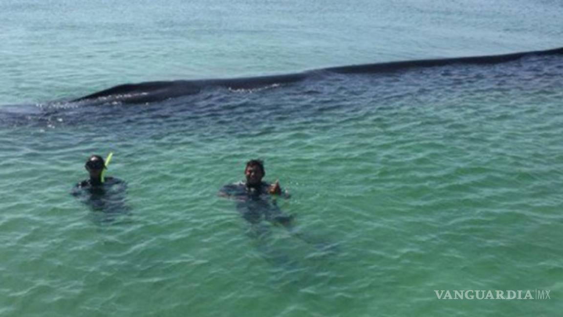 Rescatan con éxito una ballena varada en isla Contoy, en Quintana Roo