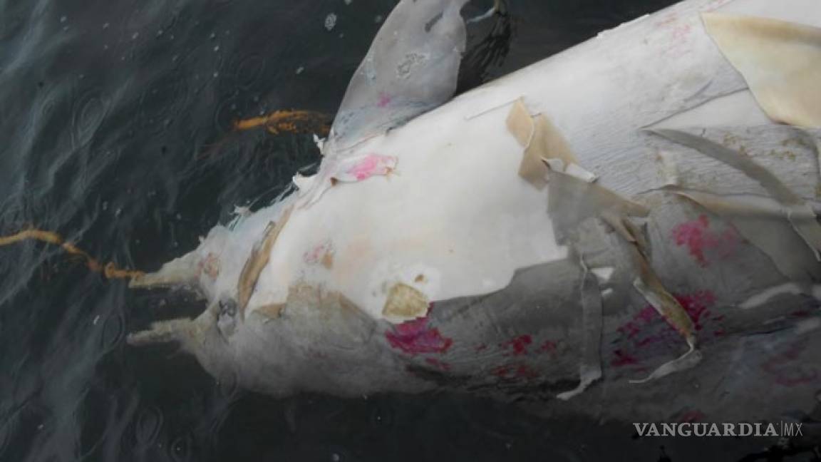 Virus provoca muerte de 170 delfines en Brasil
