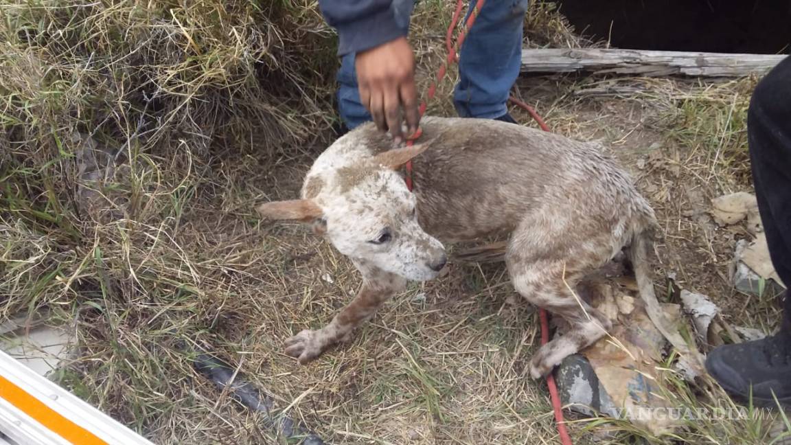 Bomberos rescatan perritos de una noria en el centro de Parras de la Fuente, Coahuila