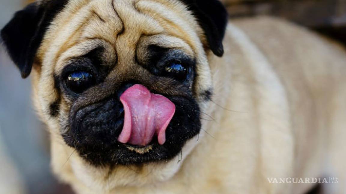 $!Lo que te cuesta mantener más: ¿perro o gato?