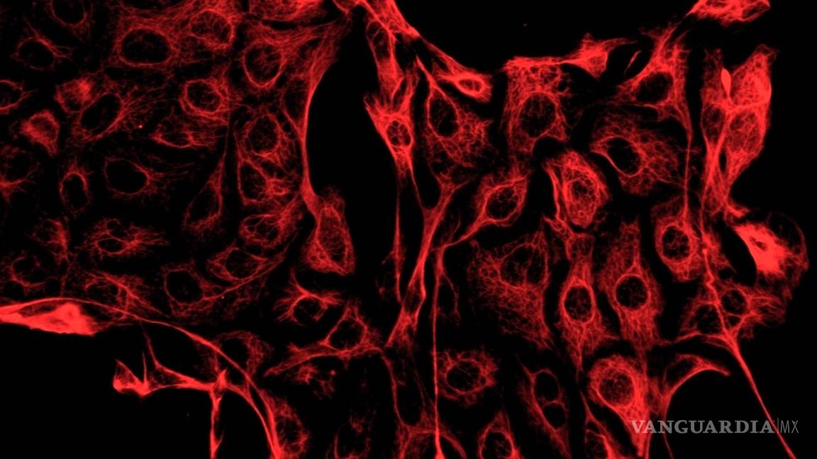 $!Cultivando células mamarias logran desarrollar la primera leche materna hecha en un laboratorio