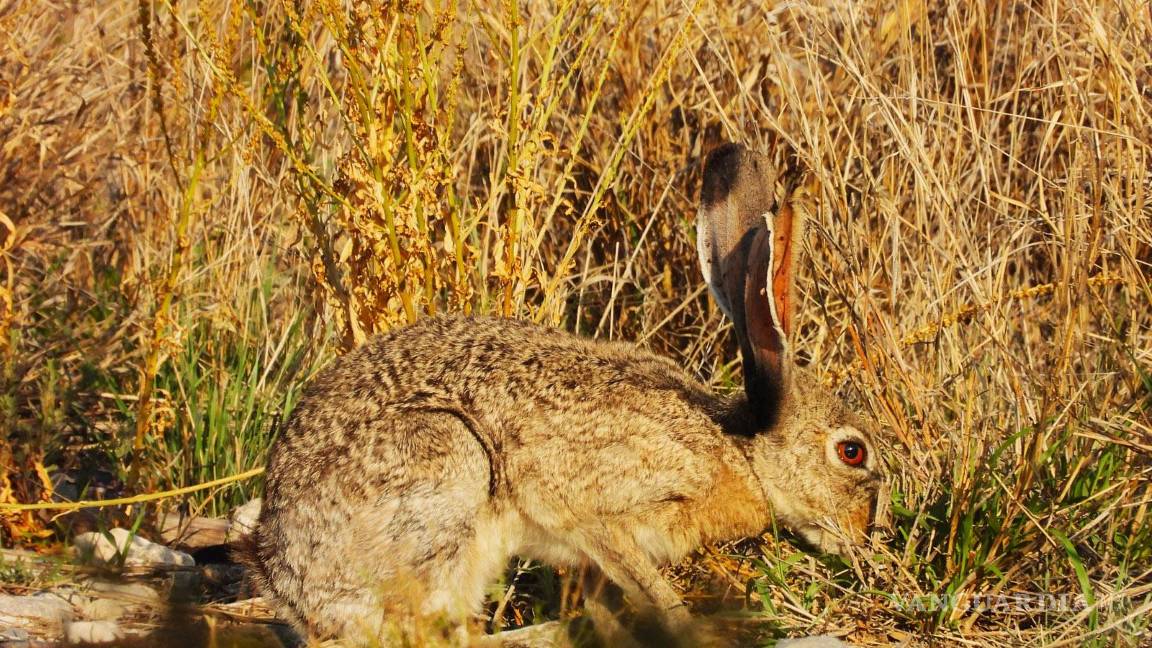 $!Durante las salidas de campo, los participantes registran especies y contribuyen a la ciencia ciudadana mediante plataformas globales.