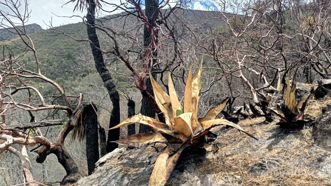 $!En la zona del incendio se encuentran las brechas creadas por brigadistas para frenar el siniestro.