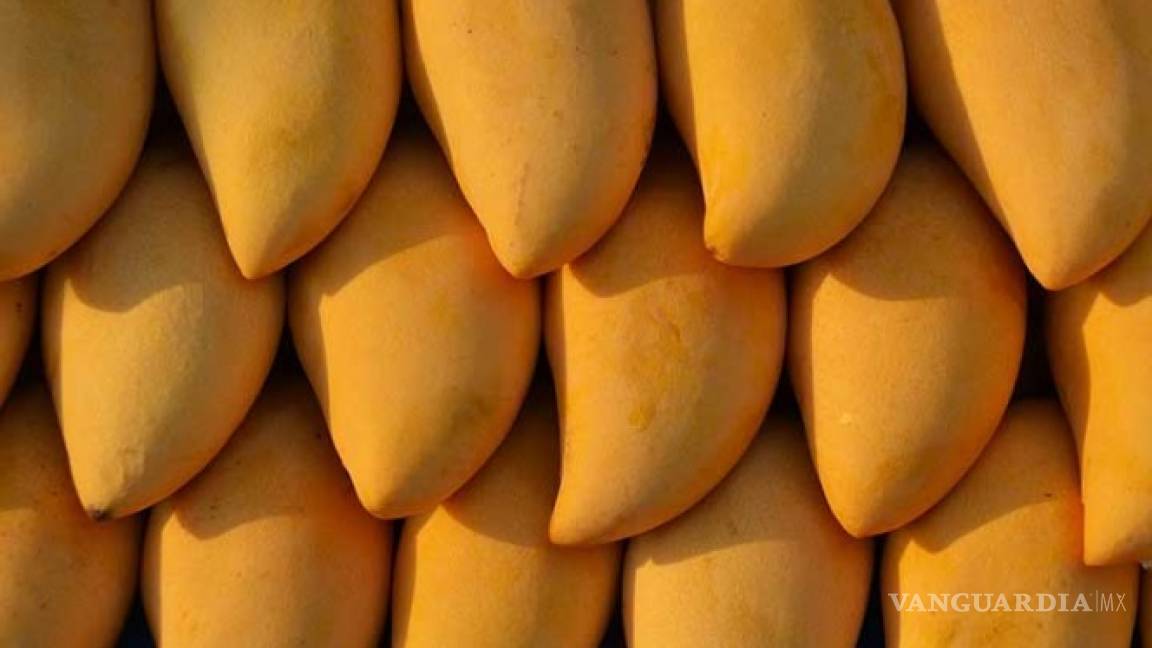 Mango Sinaloense en camino a Italia, Suiza y Holanda
