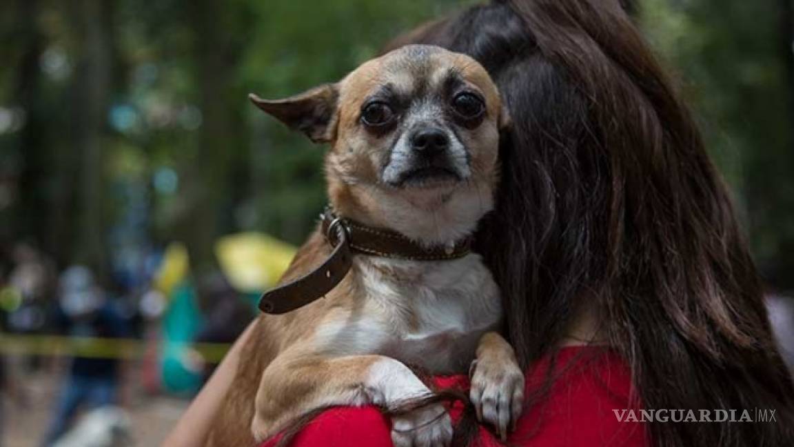 UNAM brinda atención gratuita a mascotas afectadas por sismo