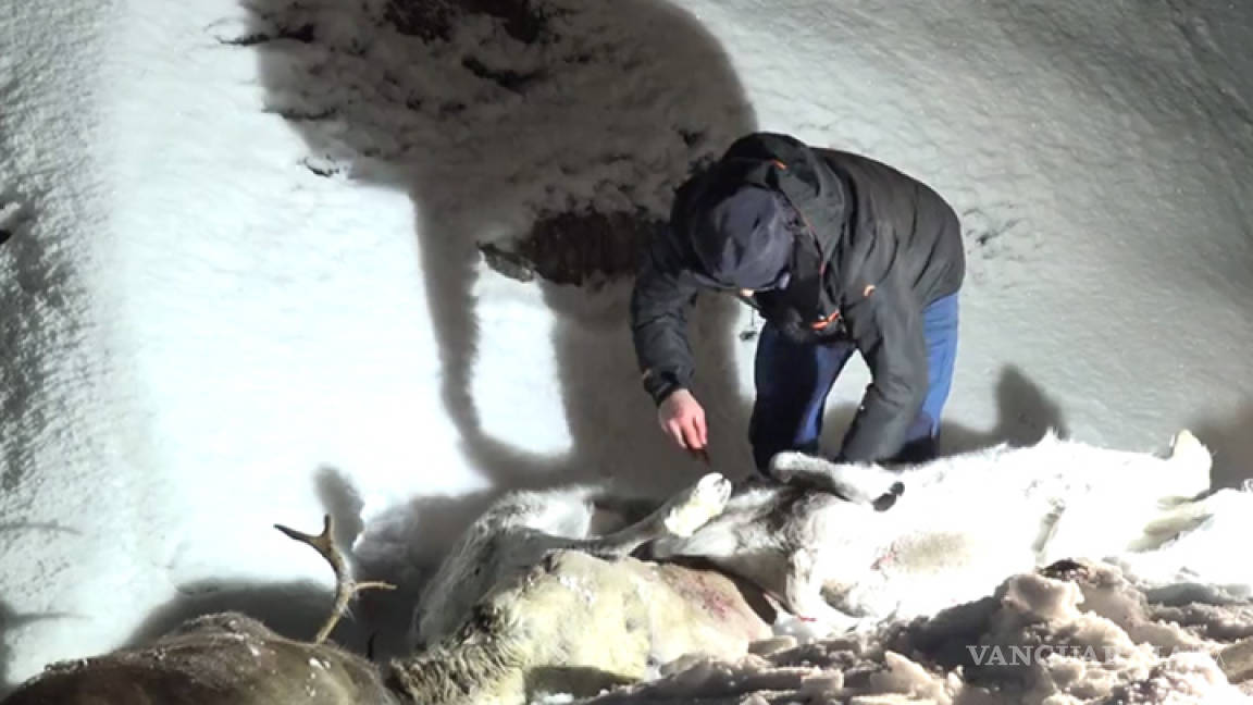 Matan trenes a 106 renos en Noruega
