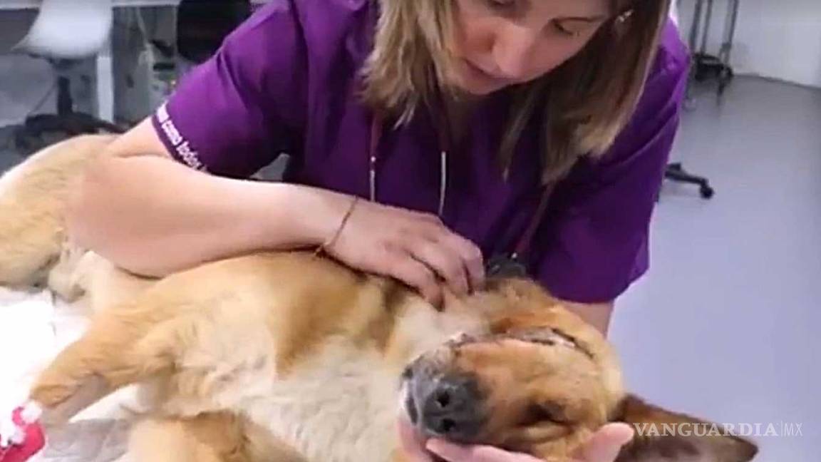 Médicos salvan a Sky, el perrito al que le cortaron media cabeza